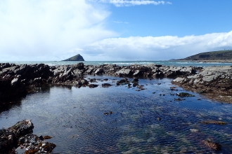 rockpool wembury