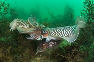 Cuttlefish