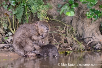 beaver mum with kits