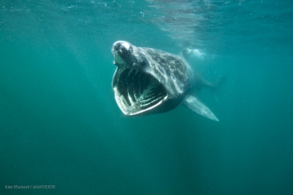 Basking shark