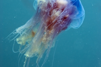 blue jellyfish