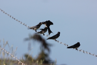 Swallows on barbed wire