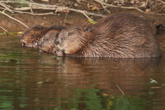 beaver with kits