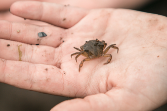 Crab on a child's hand