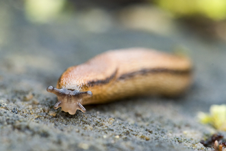 Slug