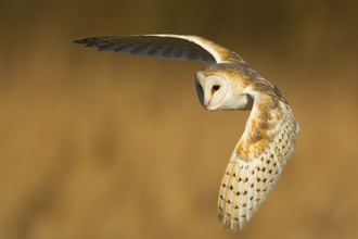 Barn owl