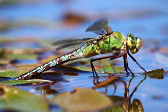 Dragonfly lays its eggs in water