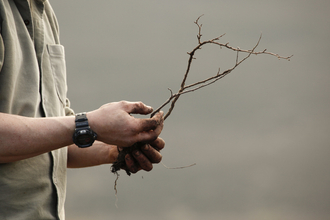 Man holding tree sapling