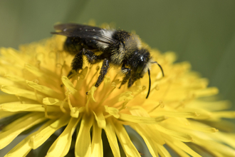 Ashy mining bee