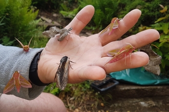 Moths