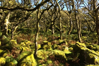 Woodland