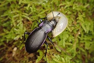 Beetle