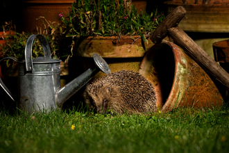 Hedgehog