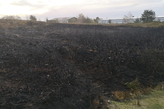 Charred remains of area of gorse at nature reserve