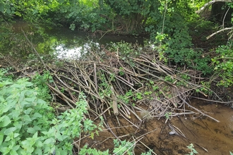 Dam created by beavers on River Tale in East Devon