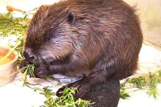 Beaver from RSPCA recovery centre 