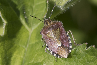 Hairy shieldbug