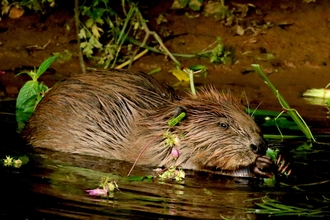 Male beaver chewing leaves in shallow water next to bank of River Otter