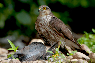 Sparrowhawk with kill