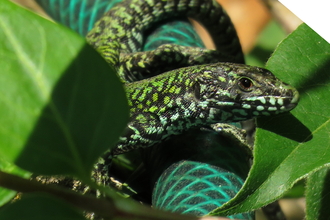 Wall Lizard