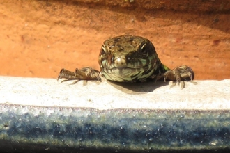 Wall Lizard