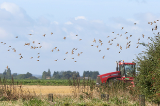 Vine House Farm field with red tractor and birds © Nicholas Watts, Vine House Farm Bird Foods