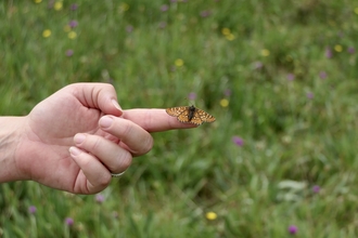 Marsh fritillary