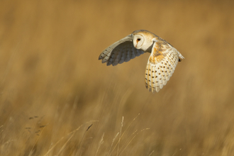 Barn Owl - Danny Green/2020VISION