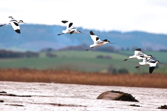 Avocets