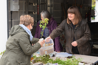 Free tree being given away