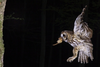 Tawny owl