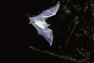 Greater Horseshoe bat flying at night