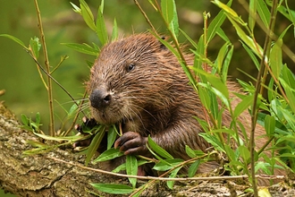 Beaver feeding on leaves next to River Otter