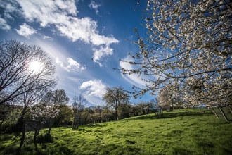 Ludwell Valley Park orchard