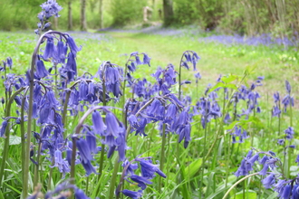 Bluebell woodland