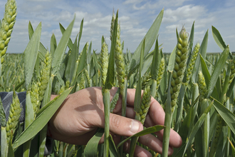 Hand in wheat crop