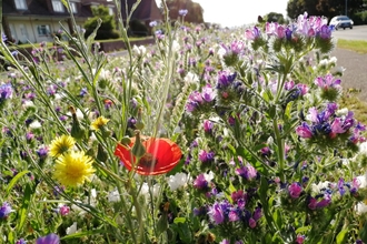 An existing wildflower meadow planted along Price Charles Road, Exeter (photo taken summer 2019)