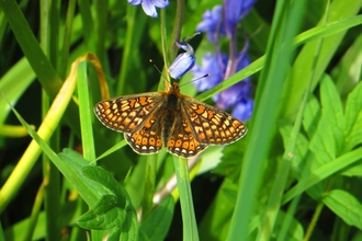 Marsh Fritillary butterfly