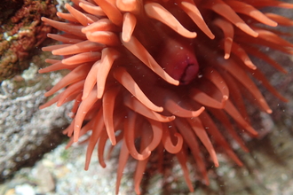 Beadlet Anemone tentacles