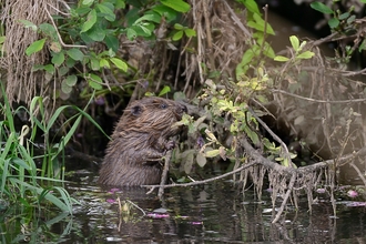 beaver kit eating 