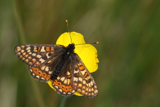 Marsh fritillary butterfly on a buttercup