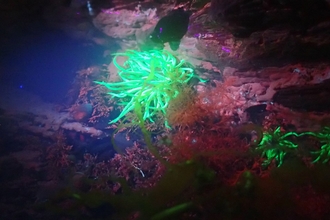 Snakelocks anemone at night