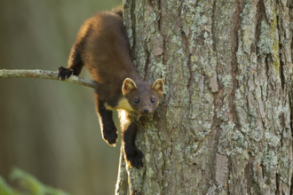 Pine marten climbing tree