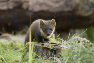 Pine marten on tree stump