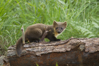 Pine marten on log