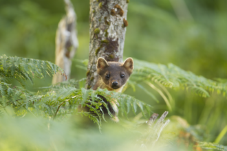 Pine marten looking at camera