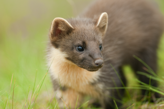 Close up of pine marten