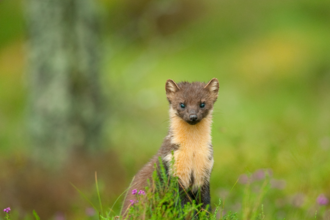 Pine marten looking at camera