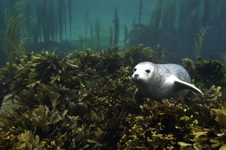 Grey Seal Pup In Seaweeds