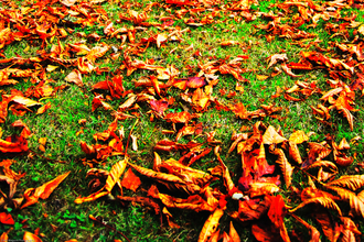 Fallen leaves below tree